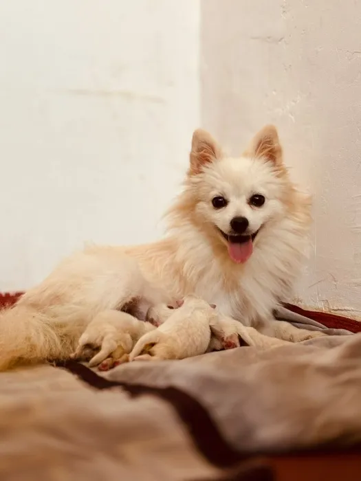 Spitz chiots
