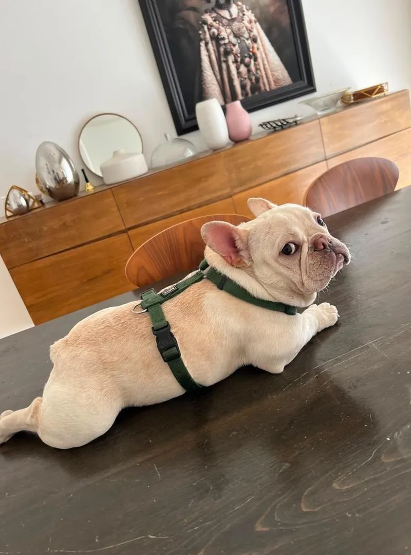 Bouledogue français avec papiers