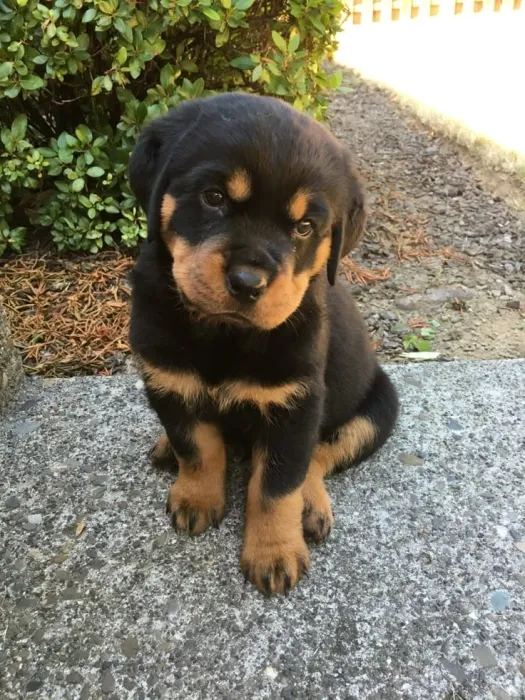 Magnifique portée de Rottweiler pedigree