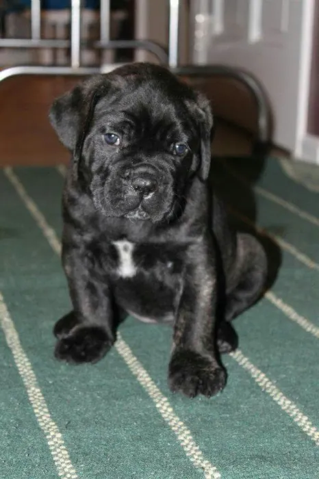 Magnifique portée de Cane Corso pedigree