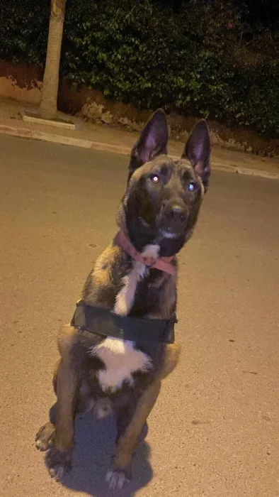 Malinois charbonner مالينوا شاربوني