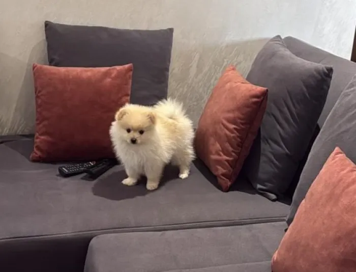 Spitz