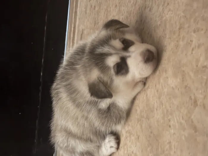Husky malamute