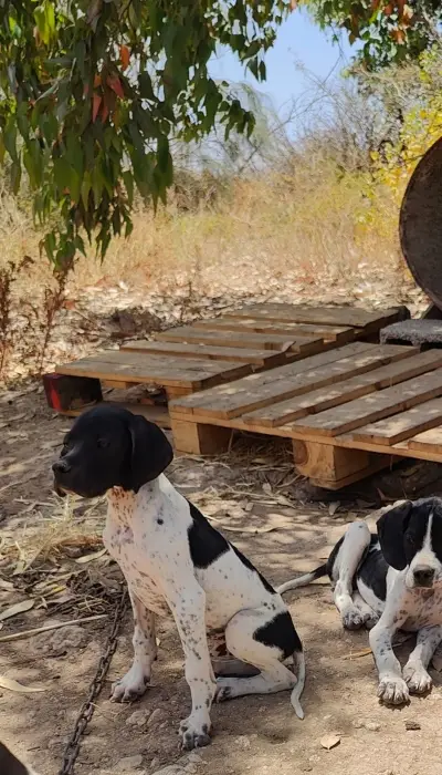 Chien de chasse pointer anglais