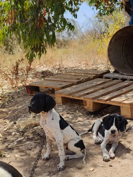 Chien de chasse pointer anglais