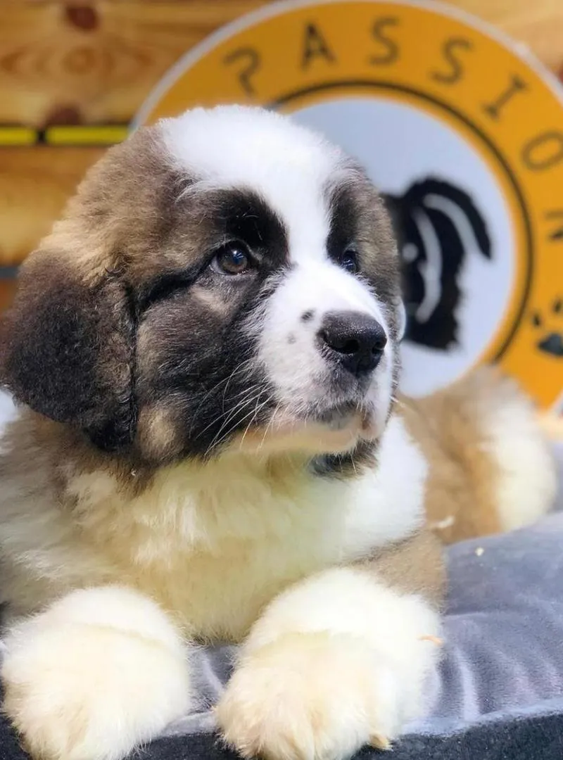 Saint Bernard