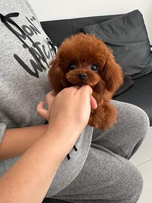 Toy poodles