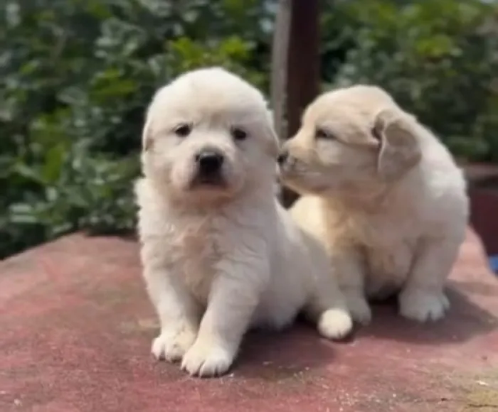 Chiots Golden Retriever