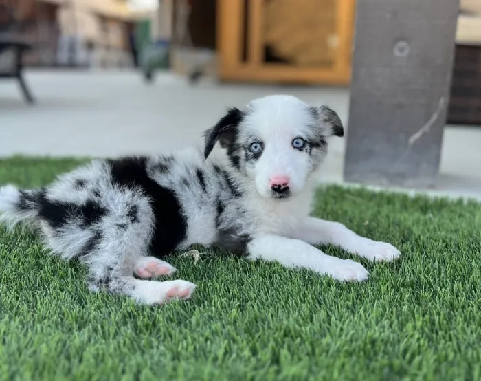 Border collie