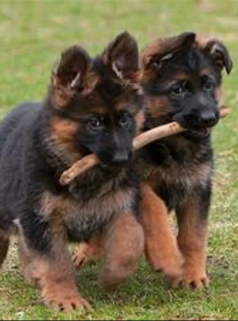 Chiots berger allemand de race pure
