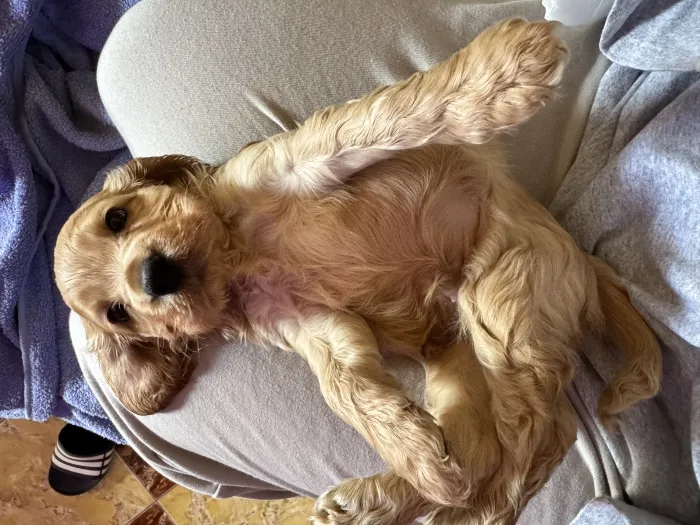 Chiot Cocker Spaniel