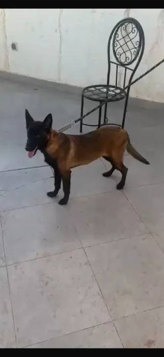 Malinois à vendre