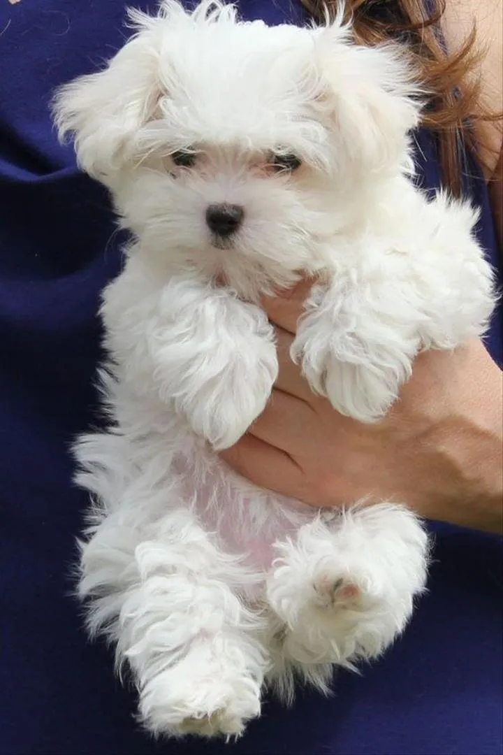 Chiots bichon maltais de race pure