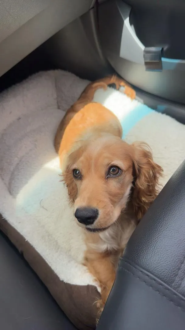 Chiot Cocker Spaniel Anglais