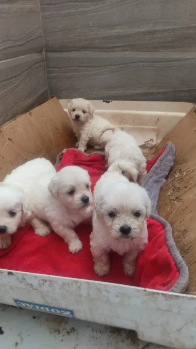 Magnifique portée de la race bichon maltais pure race