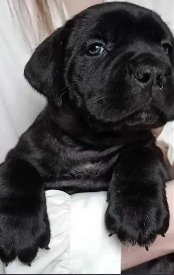 Chiots Cane Corso magnifiques sans pedigree