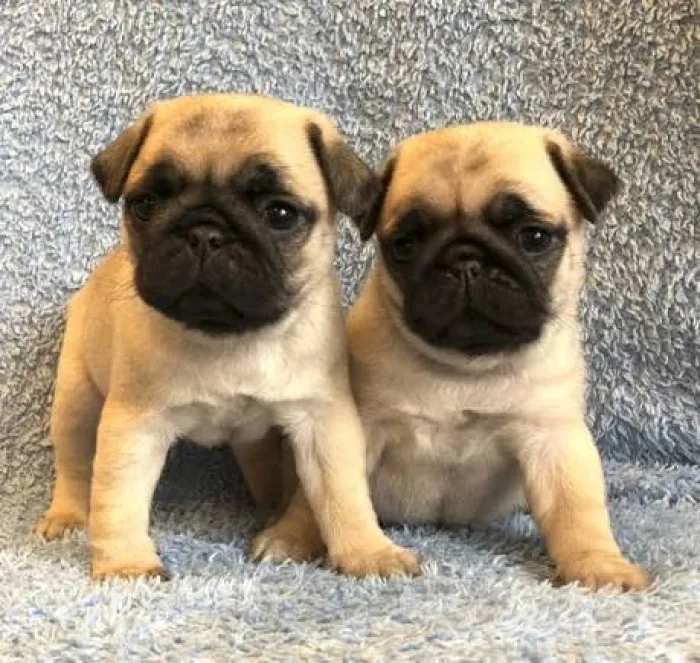 Magnifique chiot carlin male femelle