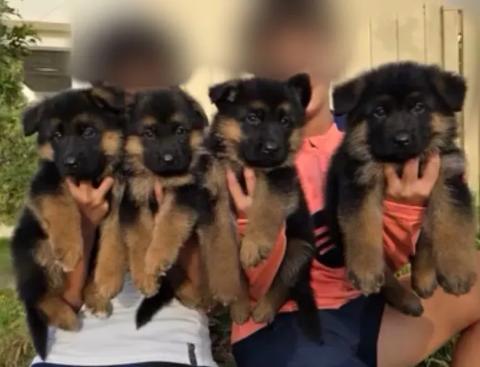 Magnifiques chiots berger allemand pedigree