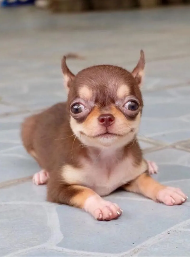 Chiots chiwawa toye de race pure