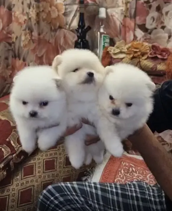 Magnifiques chiot spitz male femelle