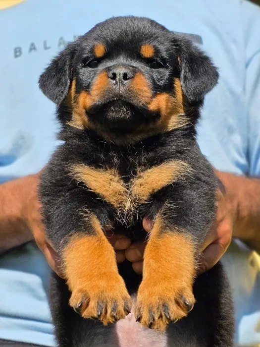 Magnifique portée rottweiler pedigree lignée des champions
