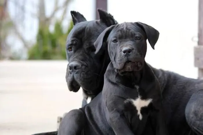 Magnifique portée cane corso pedigree