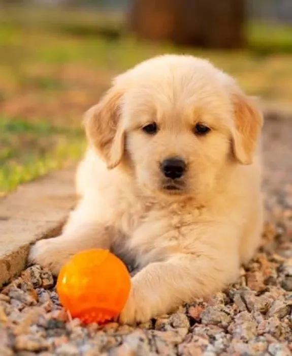 magnifique portée de la race golden retrieve
