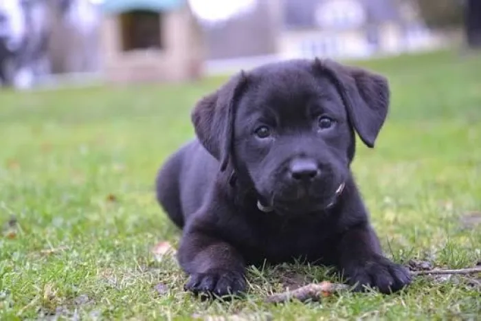 magnifique portée labrador noir pedigree