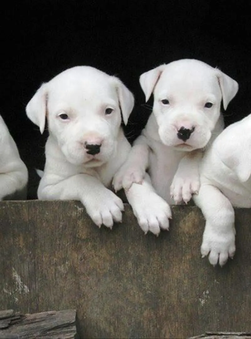 chiots dog argentin