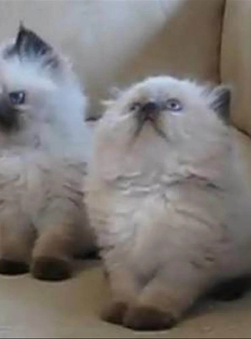 Chaton himalayen race pure