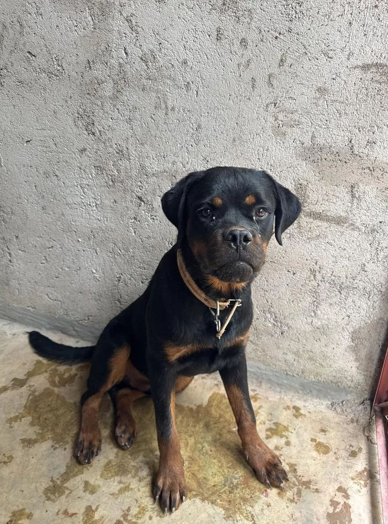 2 magnifiques Rottweilers mâles avec pedigree