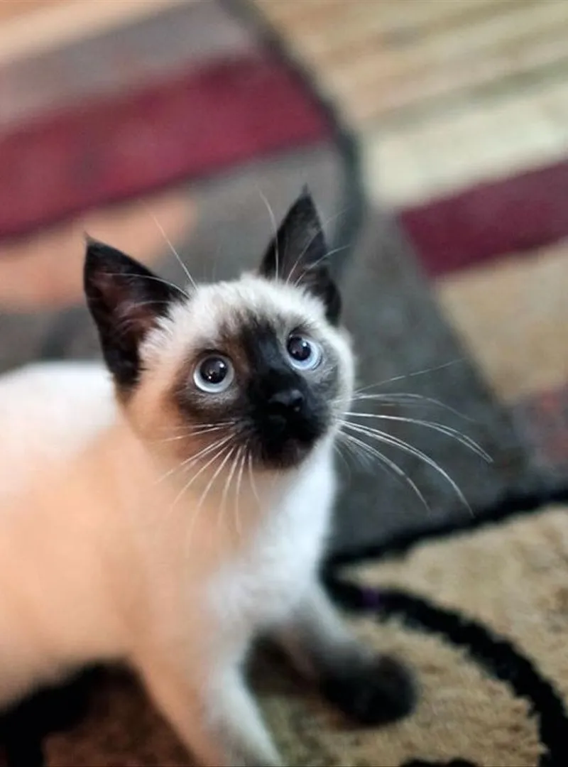 Chaton siamois de race pure
