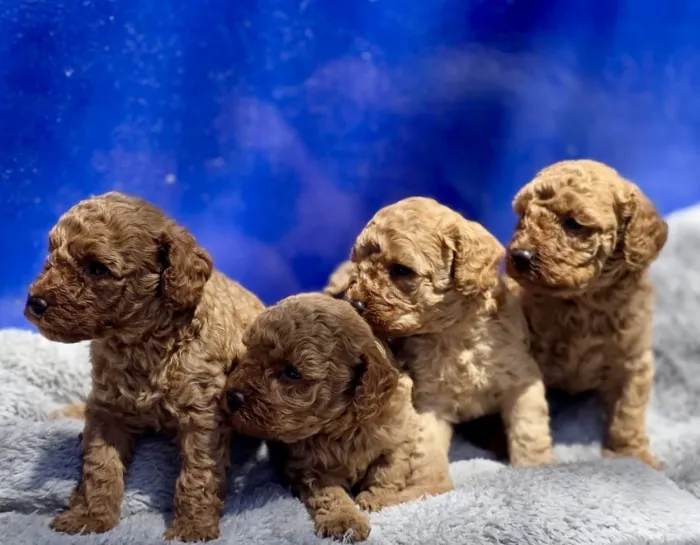 Chiots Caniches Toys Pedigree 🇫🇷