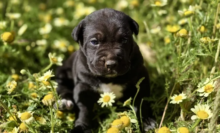 Chiots Cane Corso femelles