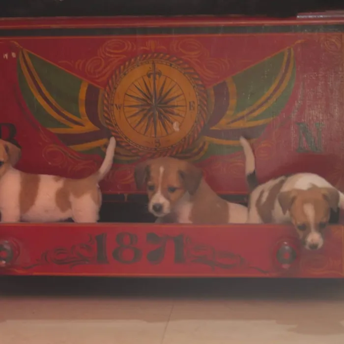 magnifiques chiots jack russel