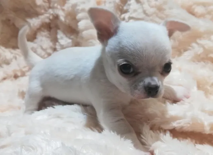 magnifiques chiots CHIHUAHUA miniature