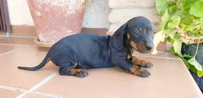 magnifiques chiots teckels pure race