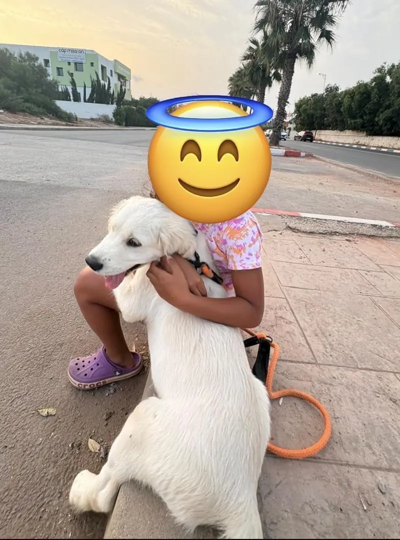Chiot Golden Retriever