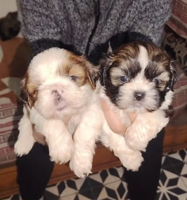 Disponibles magnifiques chiots shi-tzu