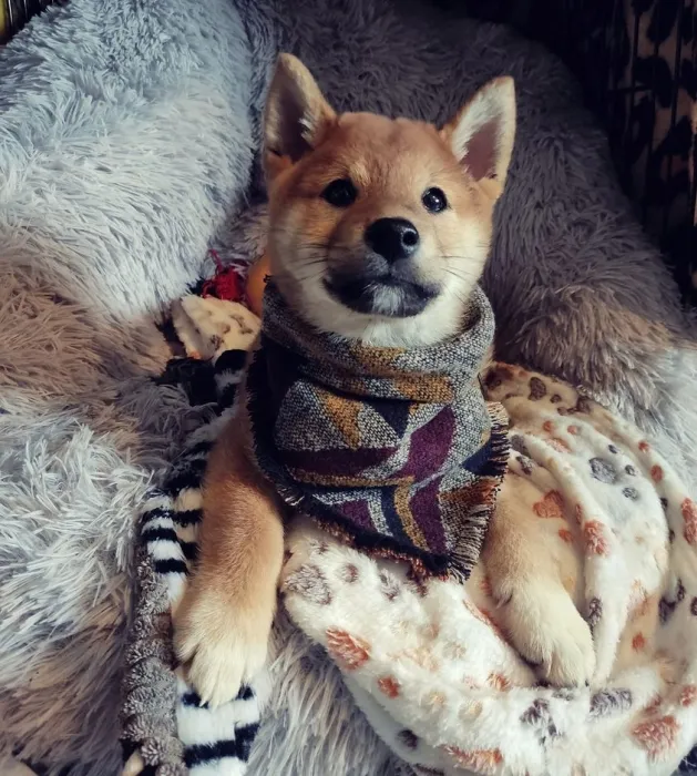 Disponibles magnifiques chiots shiba inu