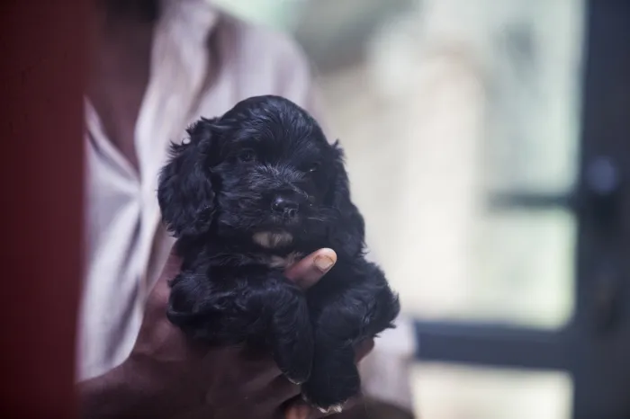 magnifiques chiots cocker spaniel