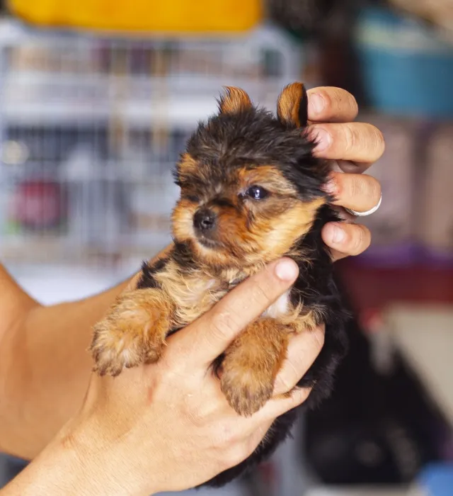 magnifiques chiots yorkshire toy