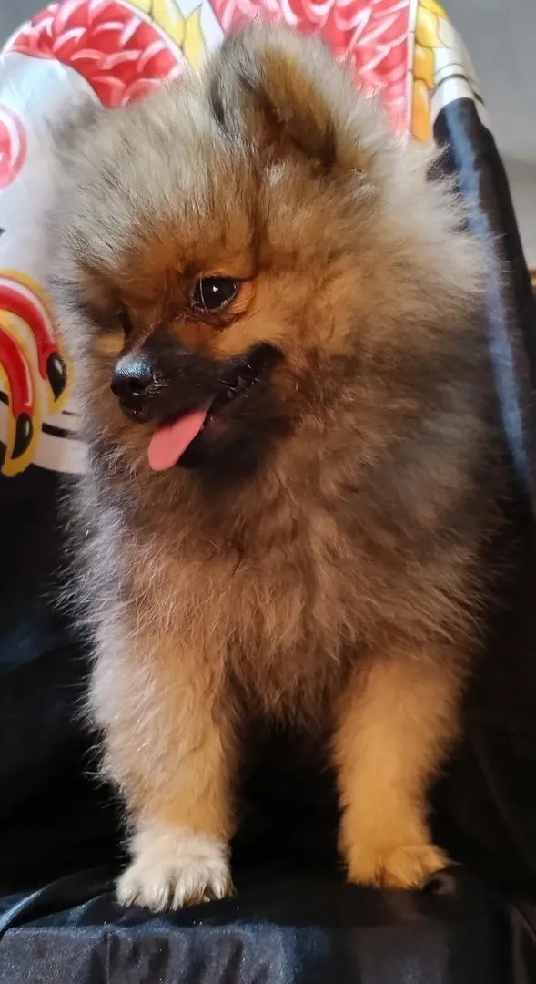Spitz Pomeranian à prix raisonnable