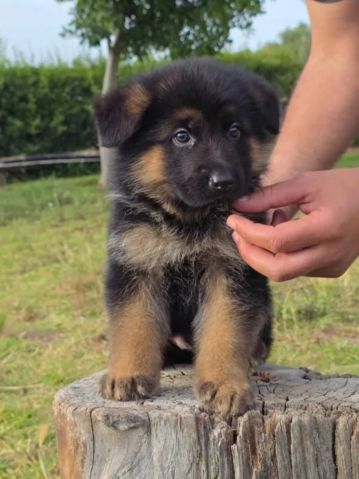 tres belle portée berger allemand pedigree
