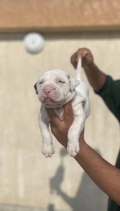 Pit bulle red nose
