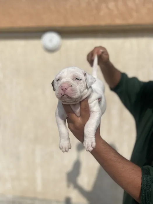 Pit bulle red nose