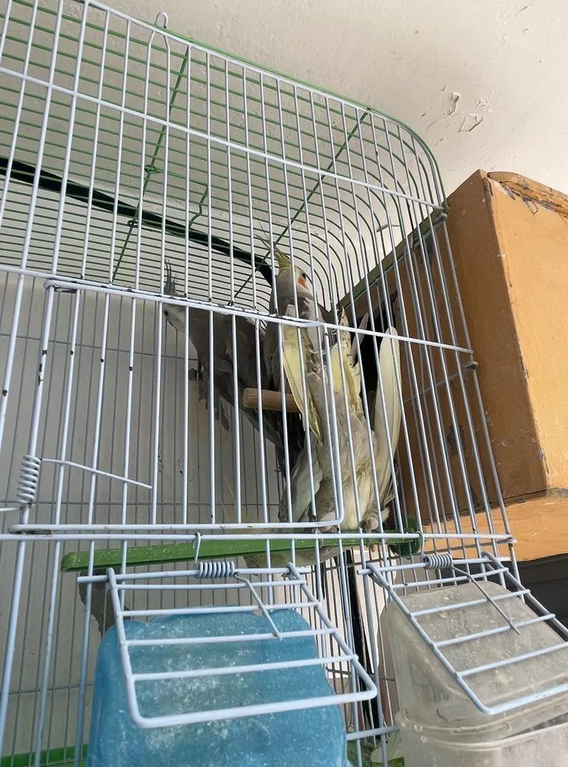 (4) Oiseaux callopsittes 🦜 à vendre