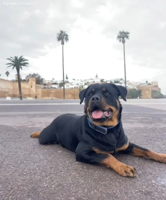 Rottweiler