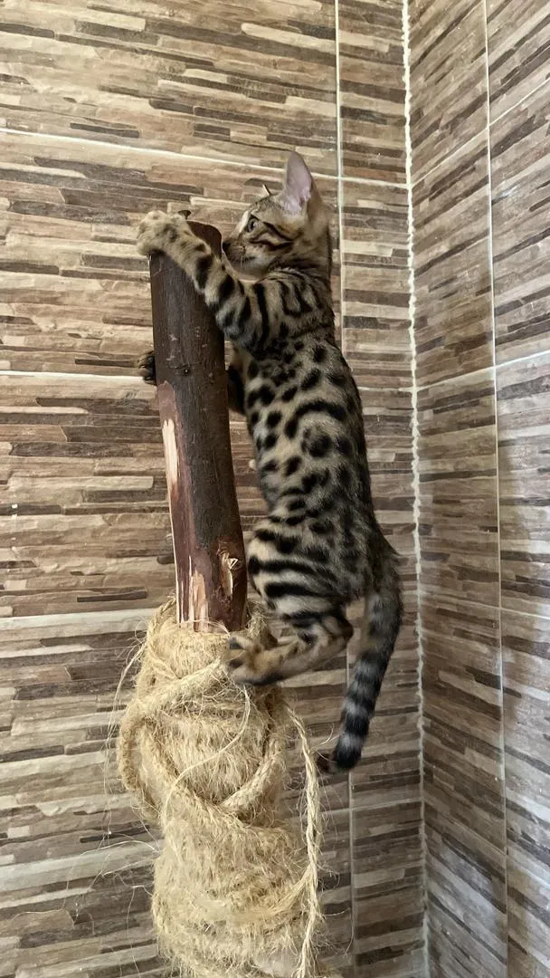 Chaton Bengal
