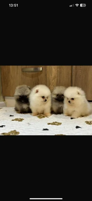 spitz nain loulou de pomeranie
